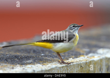 Gebirgsstelze (Motacilla Cinerea), Weiblich, Kanarische Inseln, La Palma Stockfoto