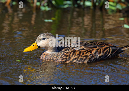 Fleckige Ente (Anas Fulvigula), Schwimmen, USA, Florida Stockfoto