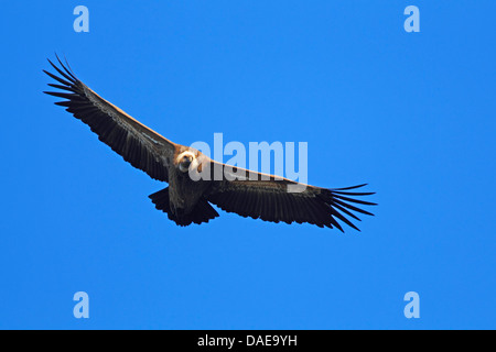 Gänsegeier (abgeschottet Fulvus), Erwachsenen fliegen, Spanien, Extremadura Stockfoto