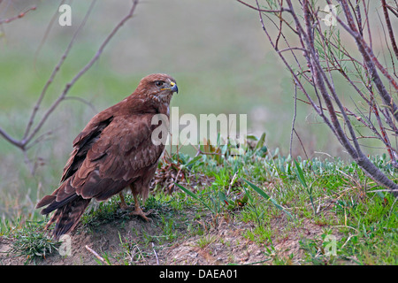 Steppe Mäusebussard (Buteo Buteo Vulpinus), sitzen auf dem Boden, Türkei Stockfoto