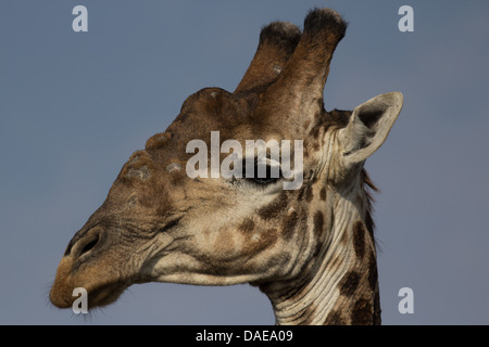 Giraffe, Kopf gedreht, auf Seite, blauer Himmelshintergrund Stockfoto