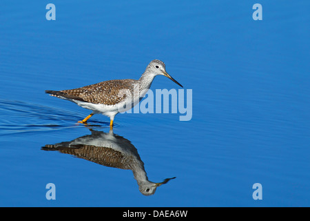 größere Yellowlegs (Tringa Melanoleuca), zu Fuß durch flaches Wasser auf der Suche nach Nahrung, USA, Florida, Merritt Island Stockfoto