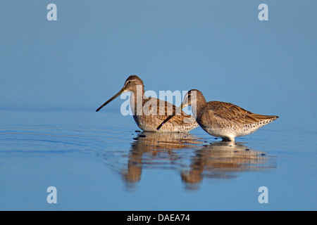 lange-billed Dowitcher (Limnodromus Scolopaceus), zwei Vögel, die nebeneinander stehen im flachen Wasser auf der Suche nach Nahrung, USA, Florida Stockfoto