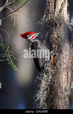 Helmspecht (Dryocopus Pileatus), männliche Klettern an einer Kiefer Stamm, USA, Florida Stockfoto