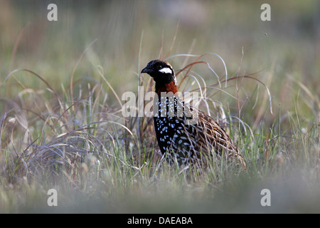 schwarzen Rebhuhn (Francolinus Francolinus), Männlich, Türkei, Birecik Stockfoto
