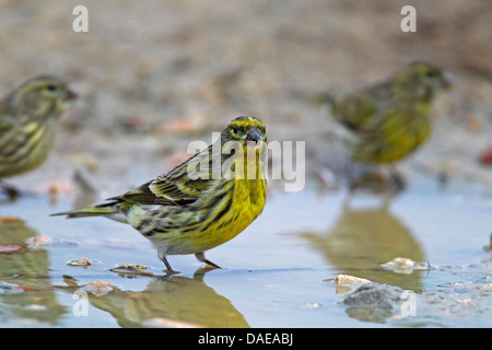 Girlitz (Serinus Serinus), männliche an einem Wasserloch, Spanien, Andalusien Stockfoto