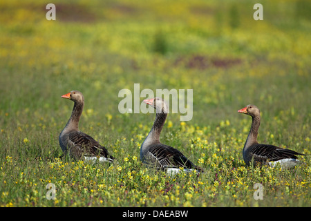 Graugans (Anser Anser), drei Graugänsen zu Fuß auf einer Wiese mit Rassel, Niederlande, Texel Stockfoto