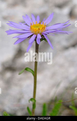 Boreal Aster, Alpen-Aster (Aster Alpinus), einzelne Blume, Italien, Südtirol, Dolomiten Stockfoto