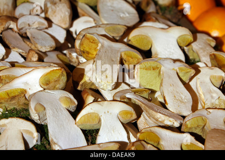 Penny Bun, Cep (Boletus Edulis), halbierte Cent Brötchen auf der Ise-Markt, Deutschland, Hamburg Stockfoto