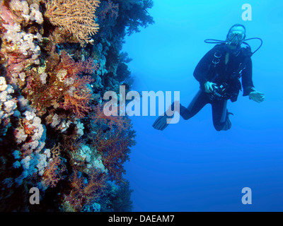 Taucher in eine Steilwand von einem Korallenriff, Ägypten, Rotes Meer Stockfoto