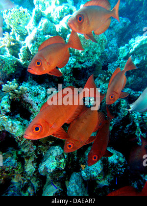 Lunar-tailed Bullseye, Halbmond-Tail Großaugenthun, Moontail Bullauge (Priacanthus Hamrur), Fischschwarm am Korallenriff, Ägypten, Rotes Meer Stockfoto