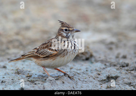 erklommene Lerche (Galerida Cristata), stehend auf dem Boden, Spanien, Andalusien Stockfoto