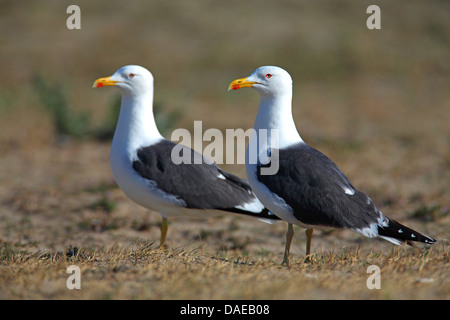 weniger schwarz-unterstützte Möve (Larus Fuscus), koppeln stehen auf Boden, Niederlande, Texel Stockfoto