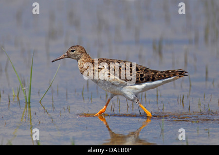 Kampfläufer (Philomachus Pugnax), Wandern im flachen Wasser, Türkei, Goeksu Delta Stockfoto