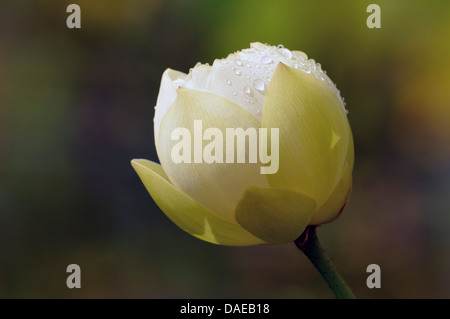 Ost-indischen Lotus (Nelumbo Nucifera), Knospe, Deutschland Stockfoto