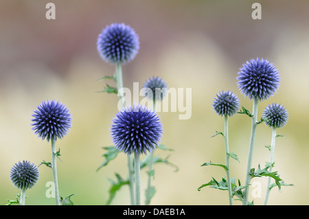 Blue Globe Thistle (Echinops Bannaticus), blühen Stockfoto