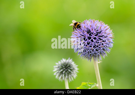 Blue Globe Thistle (Echinops Bannaticus), Blütenstand mit bescheidenen Biene Stockfoto