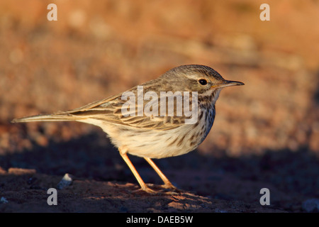 Kanarische Pitpit (Anthus Berthelotii), sitzen auf dem Boden, Kanarische Inseln, La Palma Stockfoto