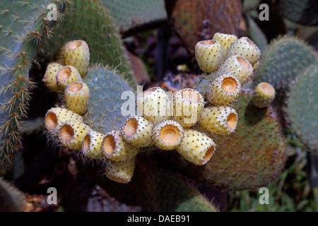 Indische Feigen, Birne Kaktus (Opuntia Ficus-Indica, Opuntia Ficus-Barbarica), mit Früchten, Kanarische Inseln, La Palma Stockfoto