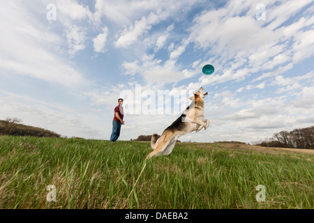 Elsässische Hund springen, um Frisbee fangen Stockfoto