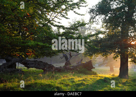 Stieleiche, pedunculate Eiche, Stieleiche (Quercus Robur), sehr alte Eichen in Jaegersborg Dyrehave Abend Licht, Dänemark, Copenhagen Stockfoto