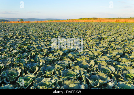 Wirsing (Brassica Oleracea Convar. Capitata var. Sabauda), Savoy Cabbage Feld Stockfoto