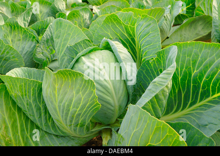 weißer Kohl (Brassica Oleracea var. Capitata F. Alba), frischen Kopf Kohl in einem Feld von Weißkohl Stockfoto