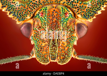 Arma Custos (Arma Custos), Kopf von einem Schild Bug, Draufsicht, Deutschland Stockfoto
