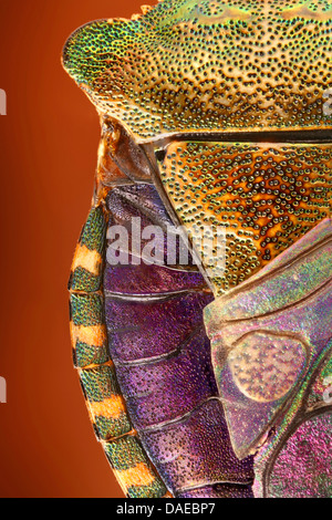 Arma Custos (Arma Custos), hinten ein Schild Bock, Deutschland Stockfoto