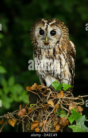 Porträt von einem Waldkauz (Strix Aluco) auf eine Hecke Stockfoto