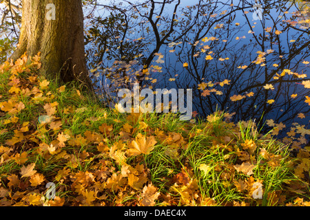 Herbstlaub am Ufer des Flusses, Deutschland, Mecklenburg-Vorpommern, Feldberg Stockfoto