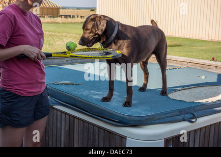 Eine Chocolate Labrador Retriever Hund spuckt einen Tennisball auf den Tennisschläger einer jungen weiblichen Erwachsenen beim Spielen. USA. Stockfoto