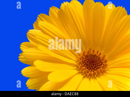 Barebeton Daisy, Gerbera, Transvaal Daisy, Gerbera Daisy (Gerbera Jamesonii), gelbe Gerbera vor blauem Hintergrund Stockfoto