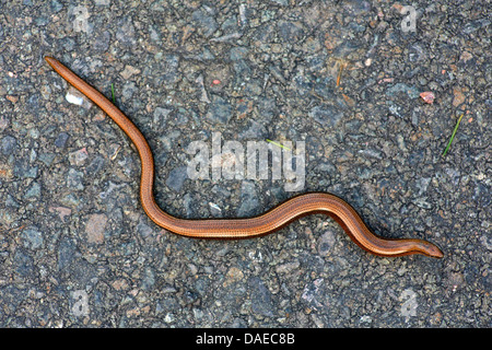 Europäische Blindschleiche, Blindworm Blindschleiche (geschiedenen Fragilis), Wicklung auf einer Straße, Deutschland, Thüringen Stockfoto