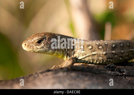 Zauneidechse (Lacerta Agilis), liegend auf einem Stein, Sonnenbaden, Deutschland, Thüringen Stockfoto