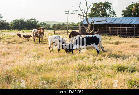 Longhorn Rinder, Bos, mit neuer Feder Kälber in einem ländlichen Oklahoma, USA Weide. Zwei Longhorns kämpfen. Stockfoto