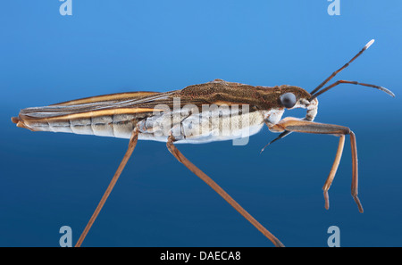 Wasser Strider, Seitenansicht, Deutschland Stockfoto
