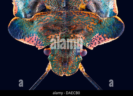 Wald-Bug (Pentatoma Art), Kopf und Schild von einem Schild Bug, letzten Larvenstadium, Deutschland Stockfoto