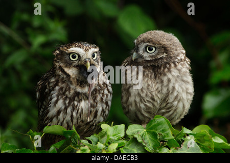 Lustige Tier Foto von einem Steinkauz (Athene Noctua) gerade ein anderer mit einem Nagetier in sein Maul gestopft Stockfoto