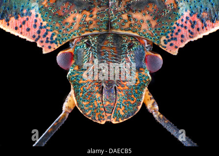 Wald-Fehler (Pentatoma Art), Kopf von einem Schild Bug, letzten Larvenstadium, Deutschland Stockfoto