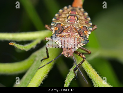 Wald-Fehler (Pentatoma Art), im letzten Larve Stadion, Deutschland, Thüringen Stockfoto