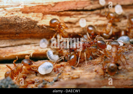 rot-braune Ameise (Myrmica Scabrinodis), in ihrem Nest mit Puppen, Deutschland, Thüringen Stockfoto