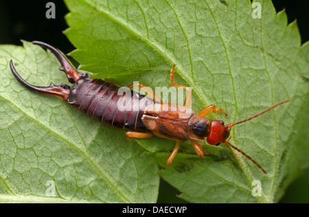 gemeinsamen Ohrwurm, Europäische Ohrwurm (Forficula Auricularia), Männchen auf einem Blatt, Deutschland, Thüringen Stockfoto