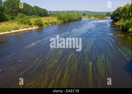 Fluss Wye Blick flussabwärts von Glasbury Powys Mid Wales UK Stockfoto