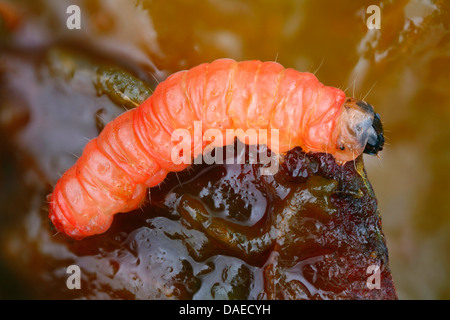 Pflaume Frucht Motte, Pflaume Motte, rote Pflaume Maden (Cydia Funebrana, Laspeyresia Funebrana), Pflaume Frucht Motte auf eine Pflaume, Deutschland Stockfoto