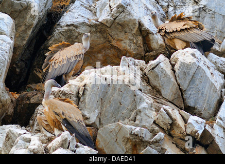 Gänsegeier (abgeschottet Fulvus), paar in ihrer Zucht Rock, Spanien, Extremadura, Monfrague Nationalpark Stockfoto