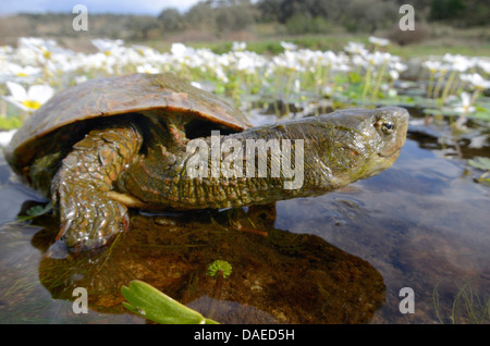 Maurish Schildkröte, mediterrane Schildkröte (Mauremys Leprosa) in Rio Almonte, Spanien, Extremadura Stockfoto