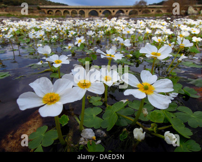 Ranunculus Peltatus (Ranunculus Peltatus), blühen in Rio Almonte, Spanien, Extremadura Stockfoto