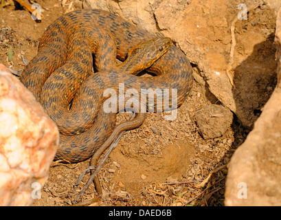viperine Schlange, viperine grass Snake (Natrix Maura), aufgerollt auf dem Boden, Spanien, Extremadura Stockfoto