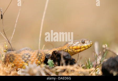 viperine Schlange, viperine Ringelnatter (Natrix Maura), Porträt, Spanien, Extremadura Stockfoto